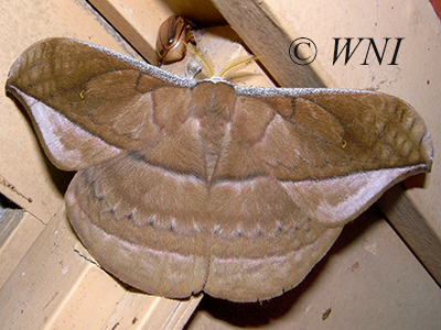 Copaxa decrescens (Saturniinae, Saturniidae, Lepidoptera)